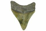 Serrated, Fossil Megalodon Tooth - North Carolina #368489-1
